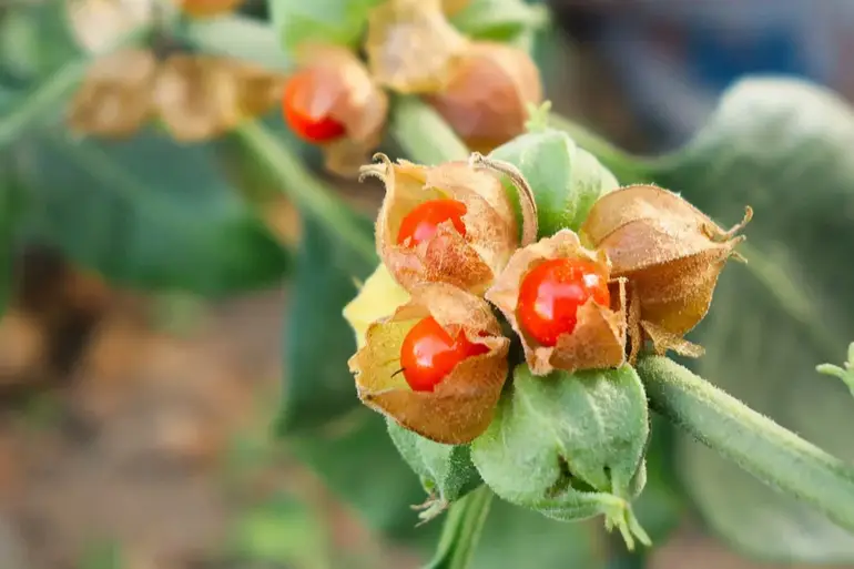 ashwagandha testosteron